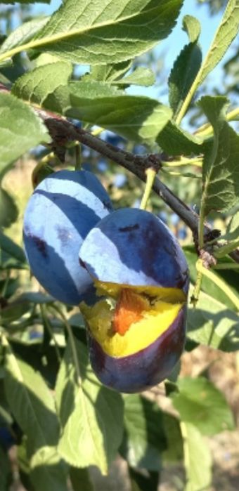 Prune pentru băuturi tradiționale spirtoase cu preț de producător