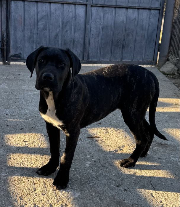 Mascul cane corso cu pedigree