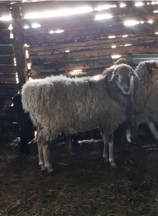 Едильбай 11 месяцев