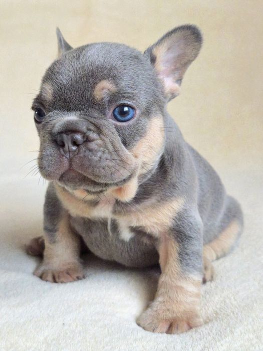 Малыши французики