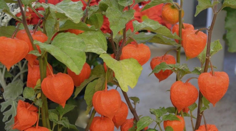 Продам физалис самовывоз