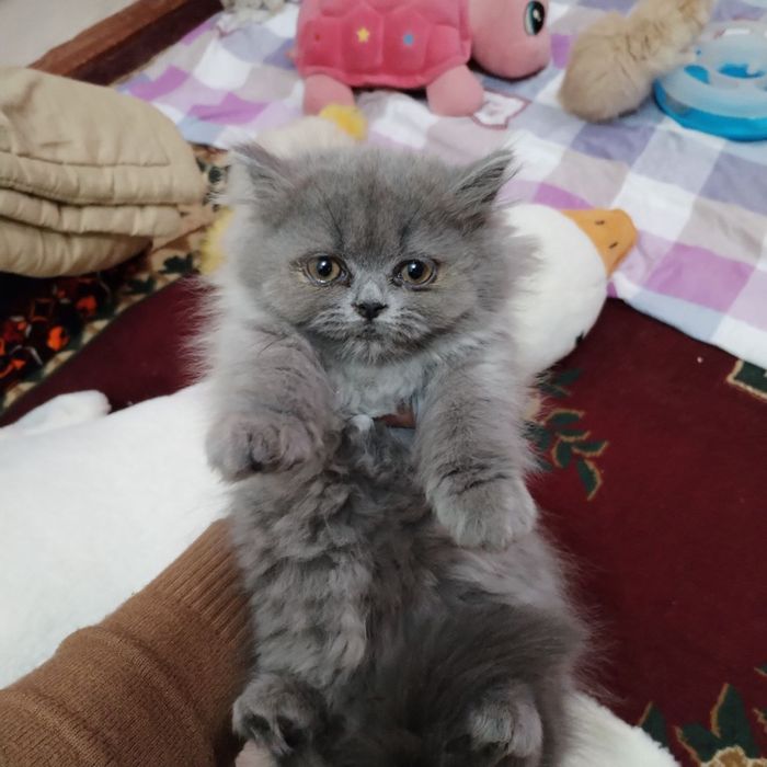 мушукчала сотиладиии