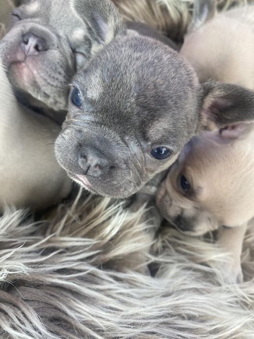 Продават се чистокръвни френски булдочета – отличен произход