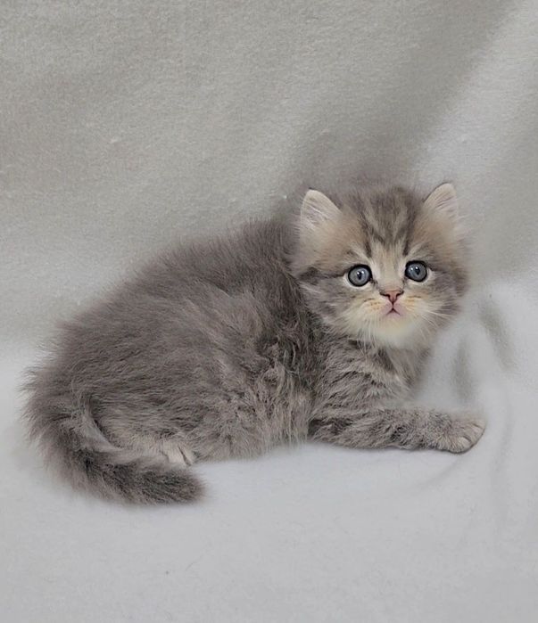 Мальчик скотиш страйт