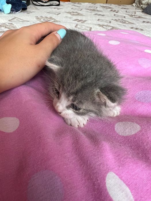Подарявам 5 котенца