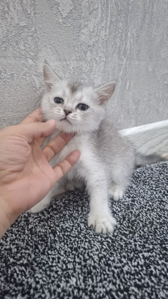 Serebristiy shinshila