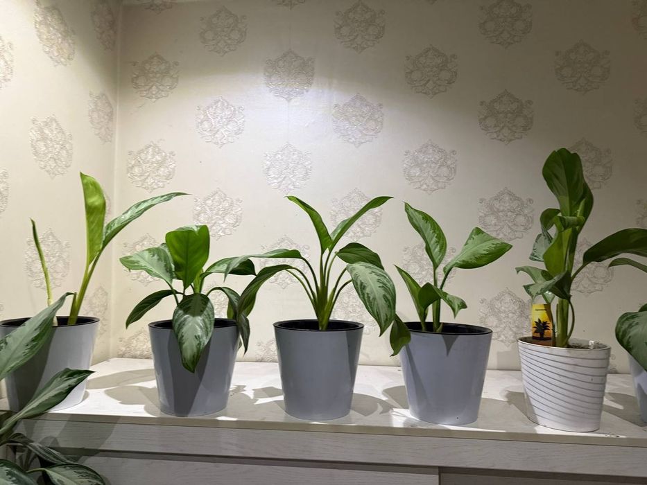 Цветы oglanema продаюца срочно