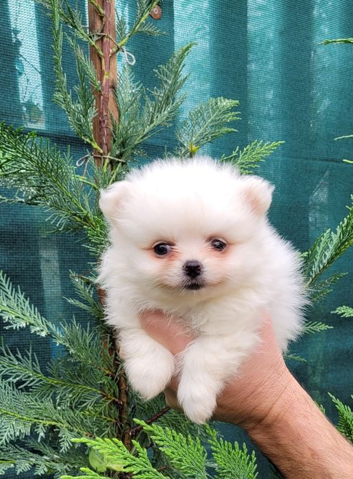 Померан-мини шпиц !!!