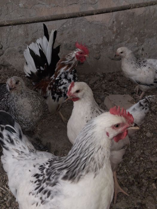 Товуклар сотилади Адлер Форверк Российский