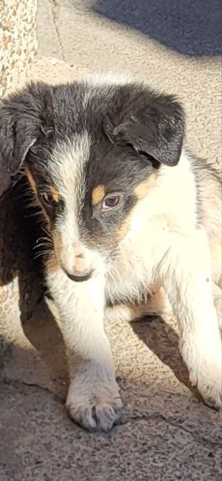 В добрые руки щенята