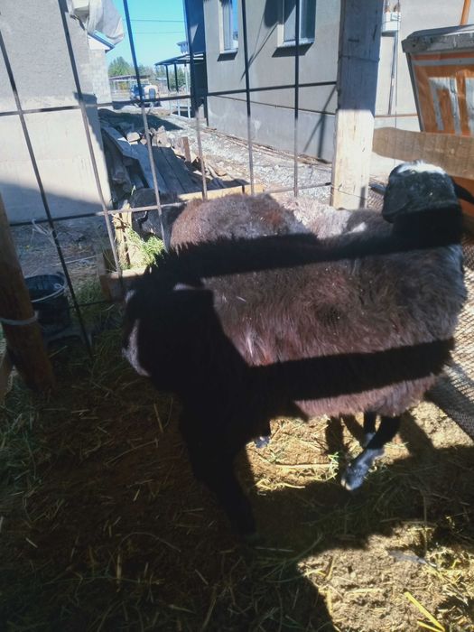 Семіз қошқарлар сатылады