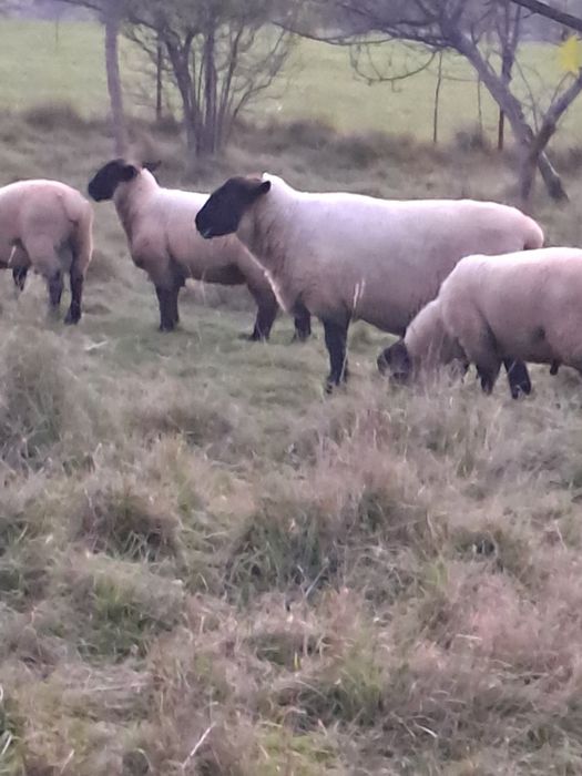 2 miele rasa Suffolk