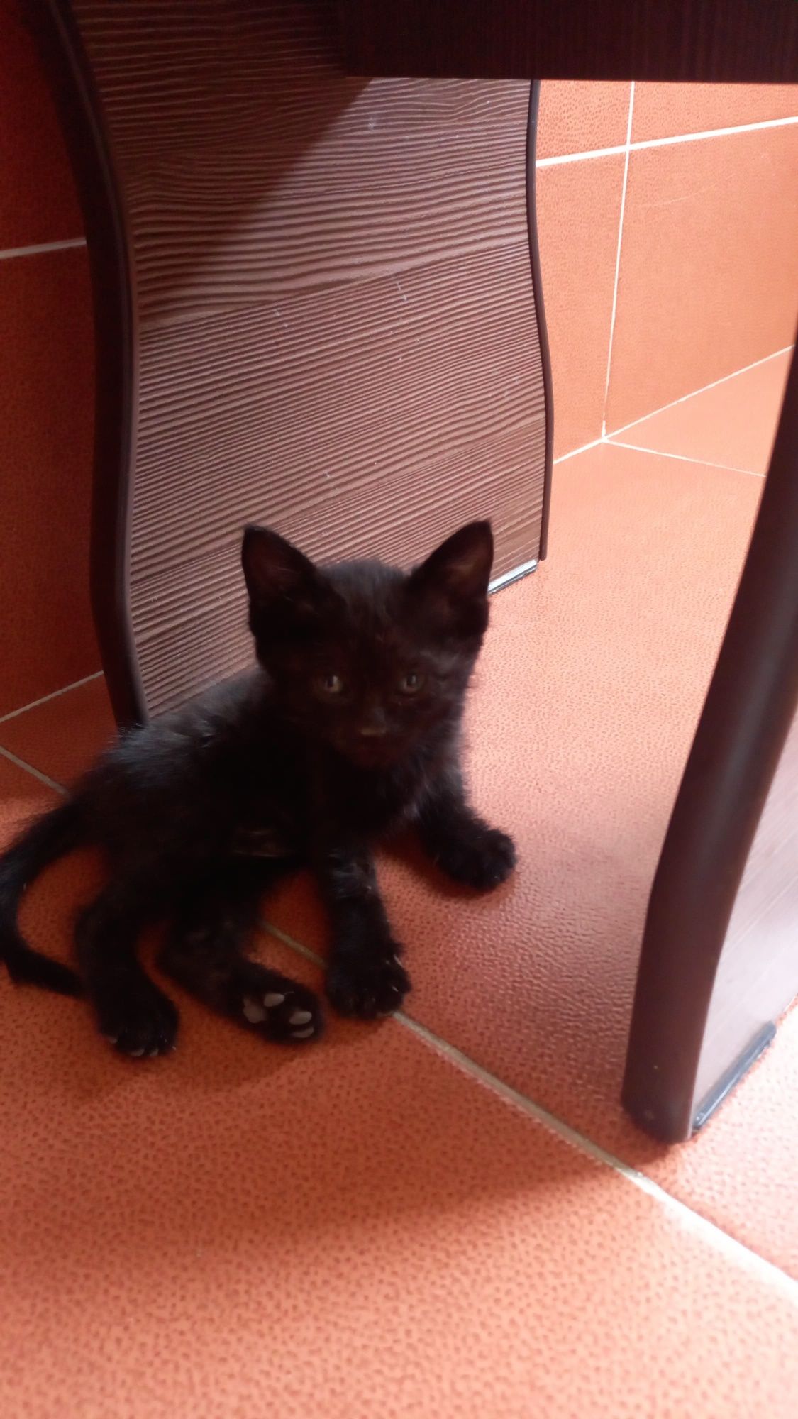 Котёнок Отдам бесплатно