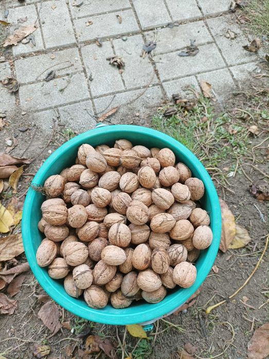Vand nuca in coaja de anul acesta