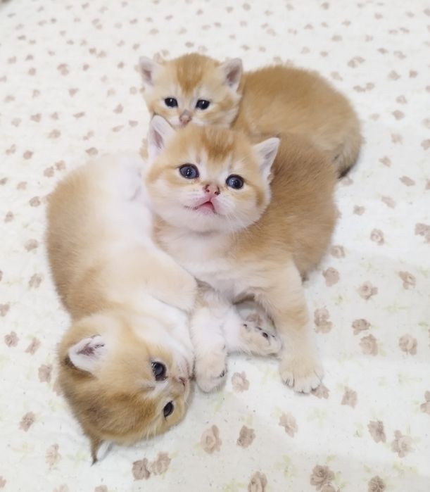 Котята британцы золото