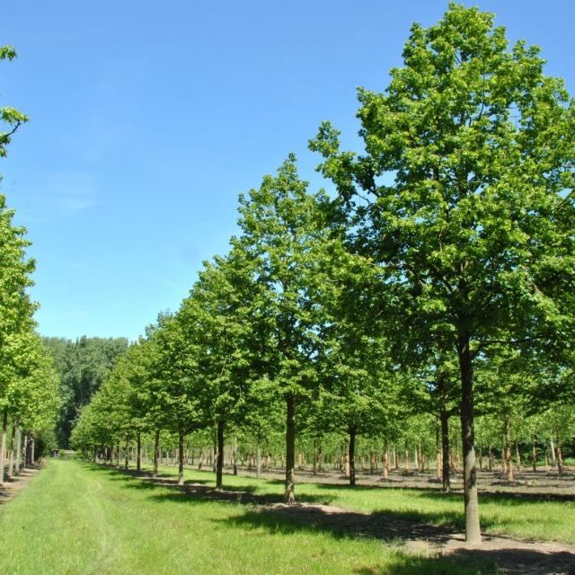 Лиственные деревья, саженцы, берёза, липа, дуб, рябина тополь