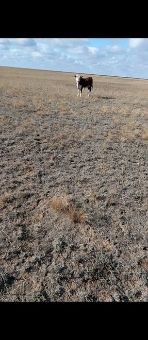 14 Патсос сатылады 400ден,түгел алғанға саудасы бар.