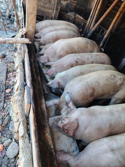 Продавам прасета от 120 до 200кг