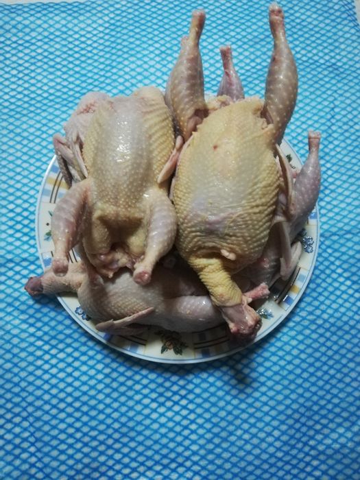 Prepelițe de vânzare