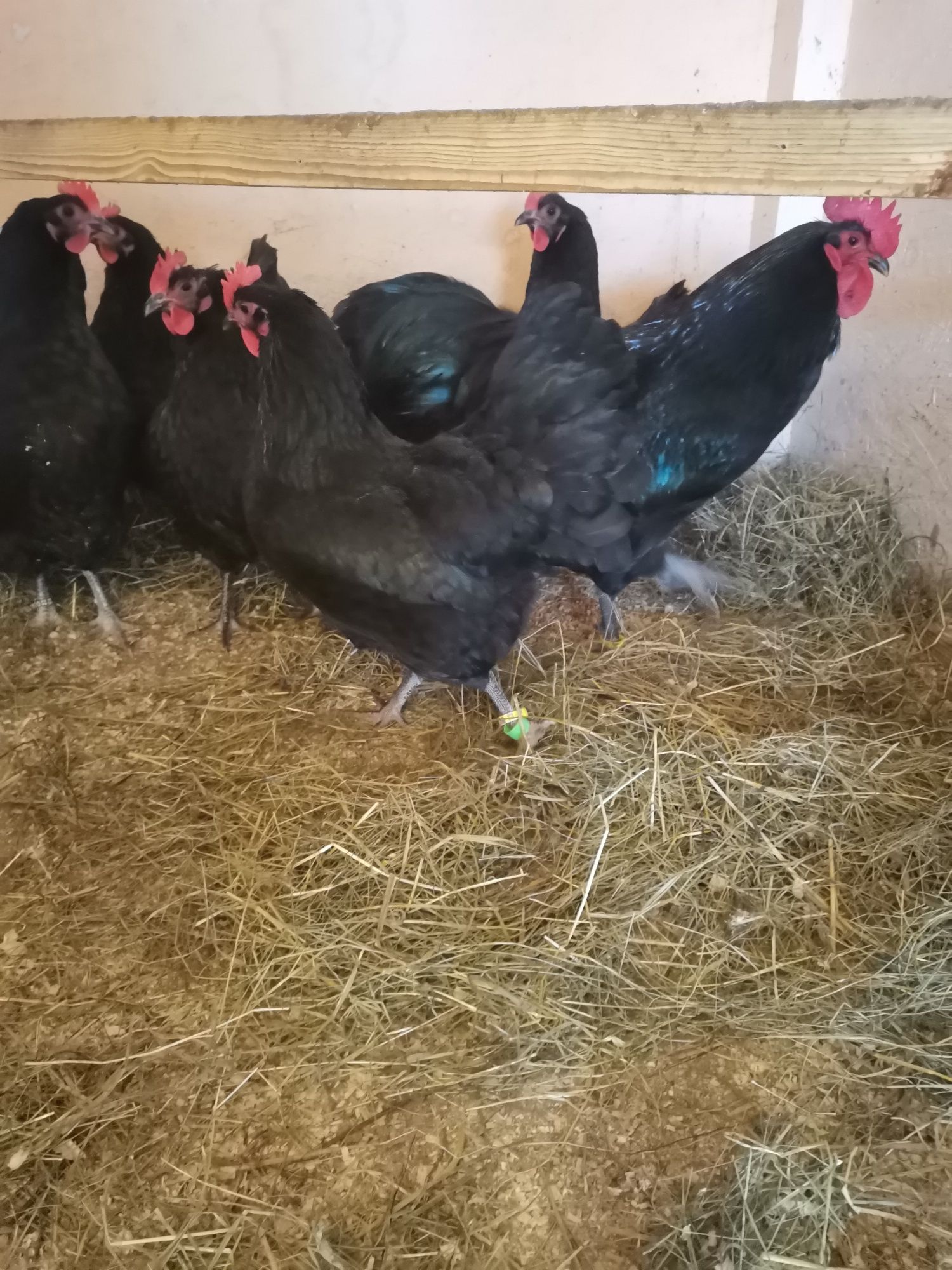 Pui australorp negru