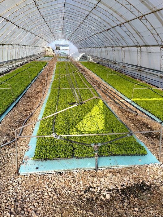 Разсад  салата (марули)