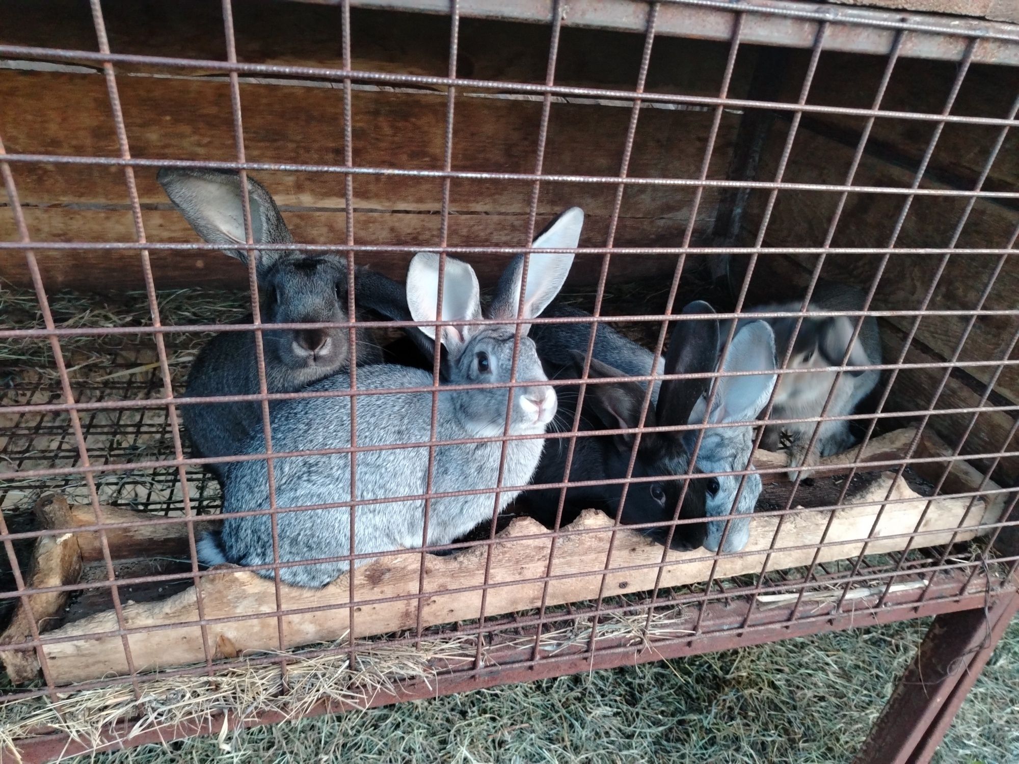 Продам кролов 4 месячных