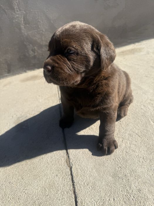 Продам щенков Лабрадор-ретривер