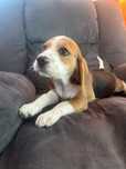 Beagle tricolor pedigree