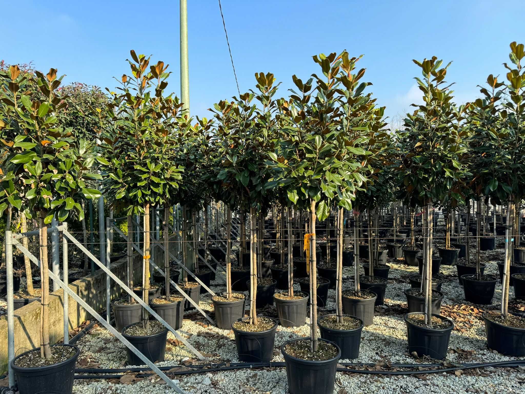 Magnolia Grandiflora