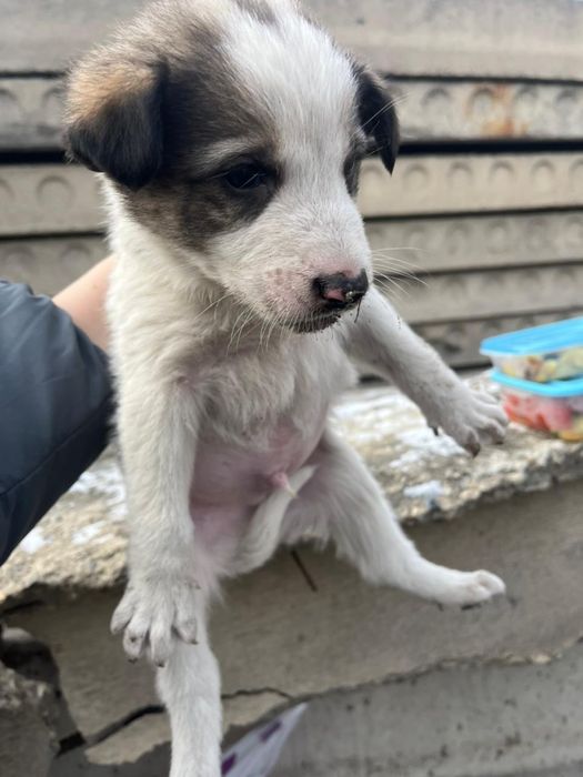 Щенки все мальчики в поиске дома