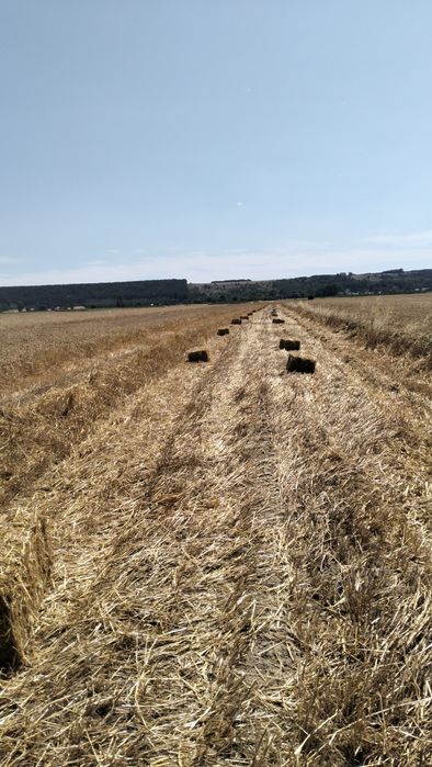 Vând baloți paie