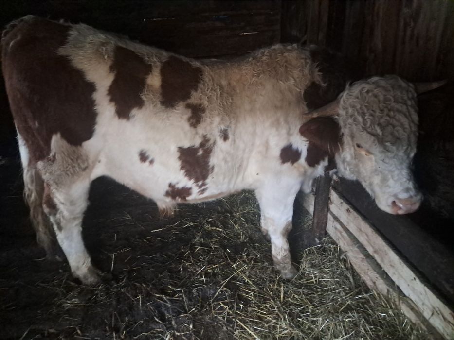 Taur de vânzare  500 kg