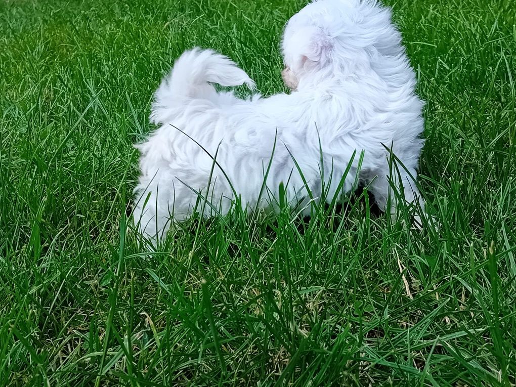 Bichon maltesse talie mică