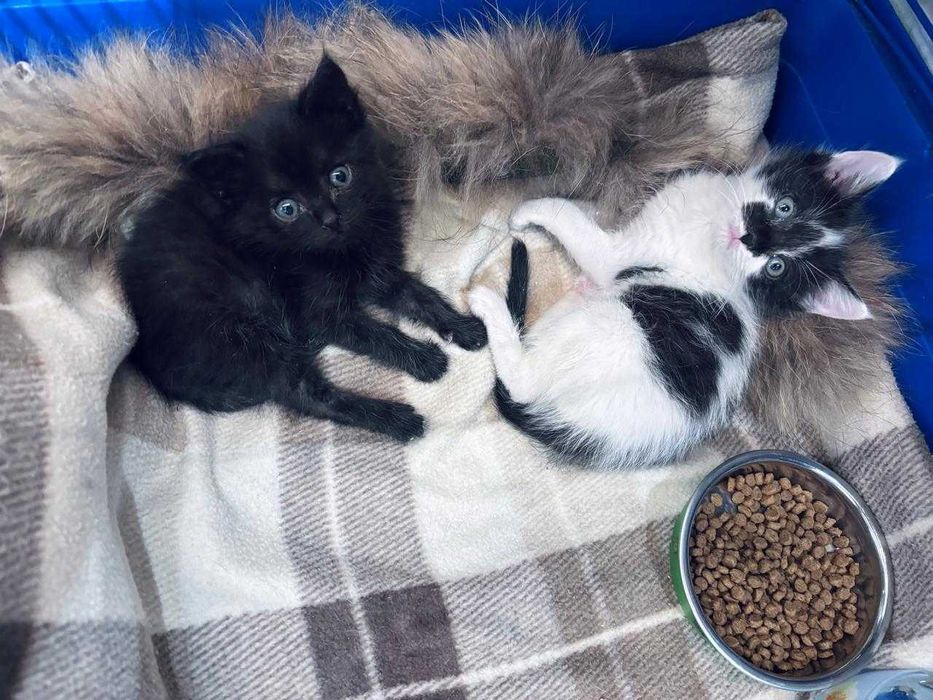 отдам котят в добрые руки