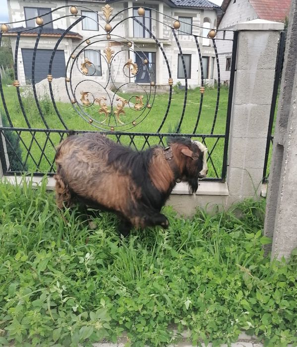 Țap de vânzare, Reteag