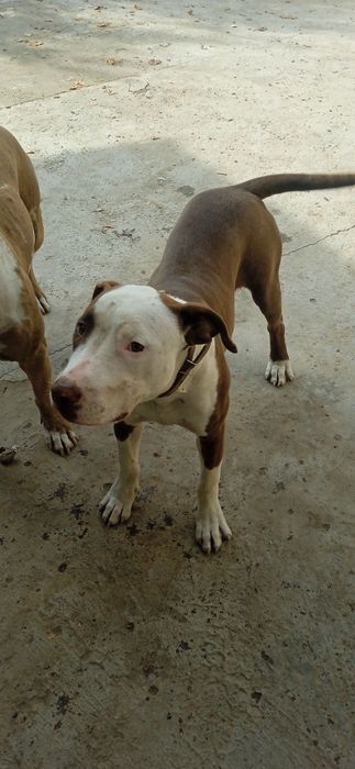 Девочка питбуль 6 мес