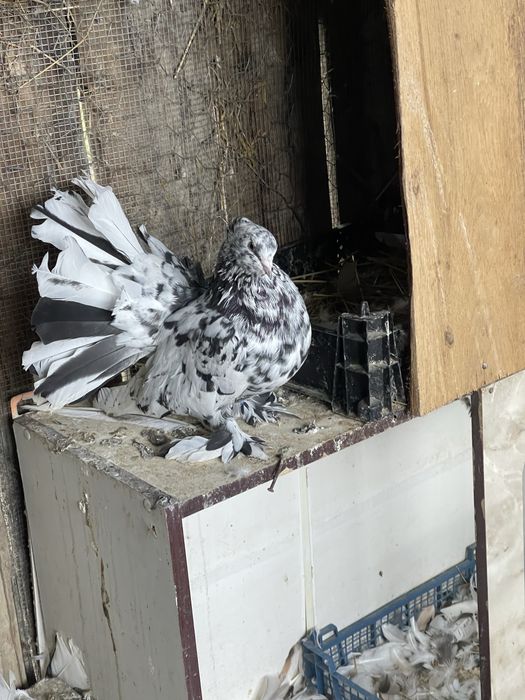 Vand porumbei indieni