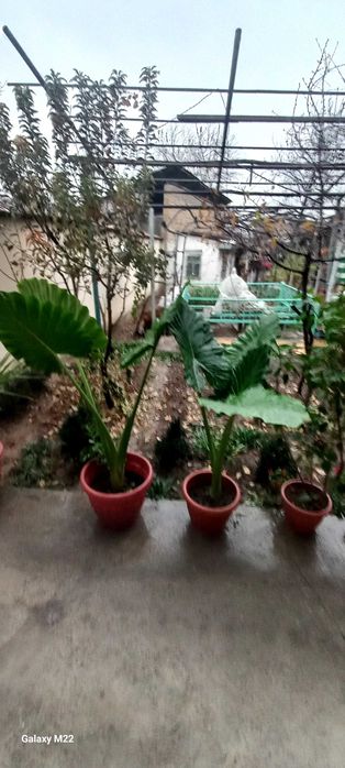 Хонаки гуллар сотилади