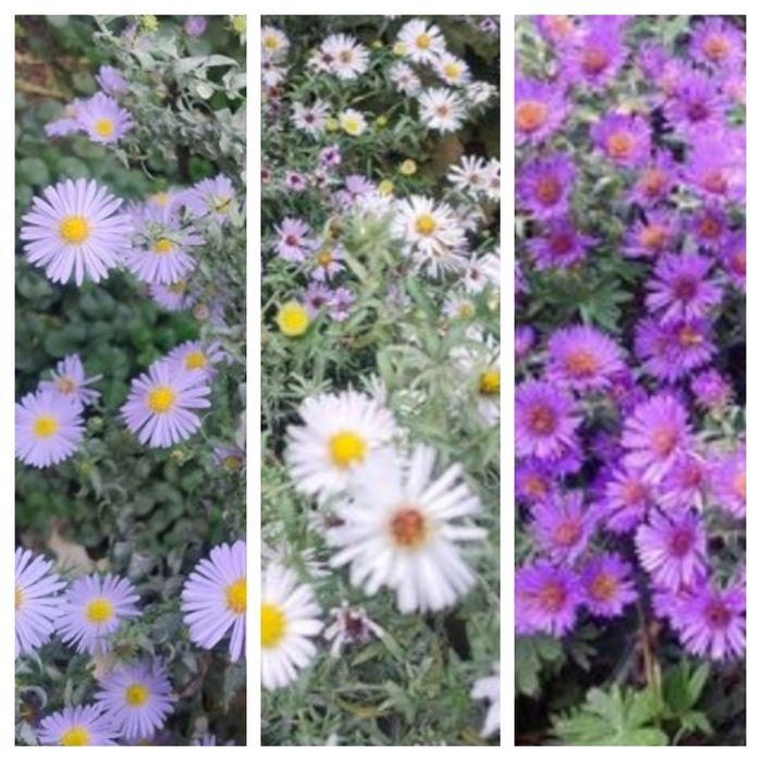 Цветы садовые уличные