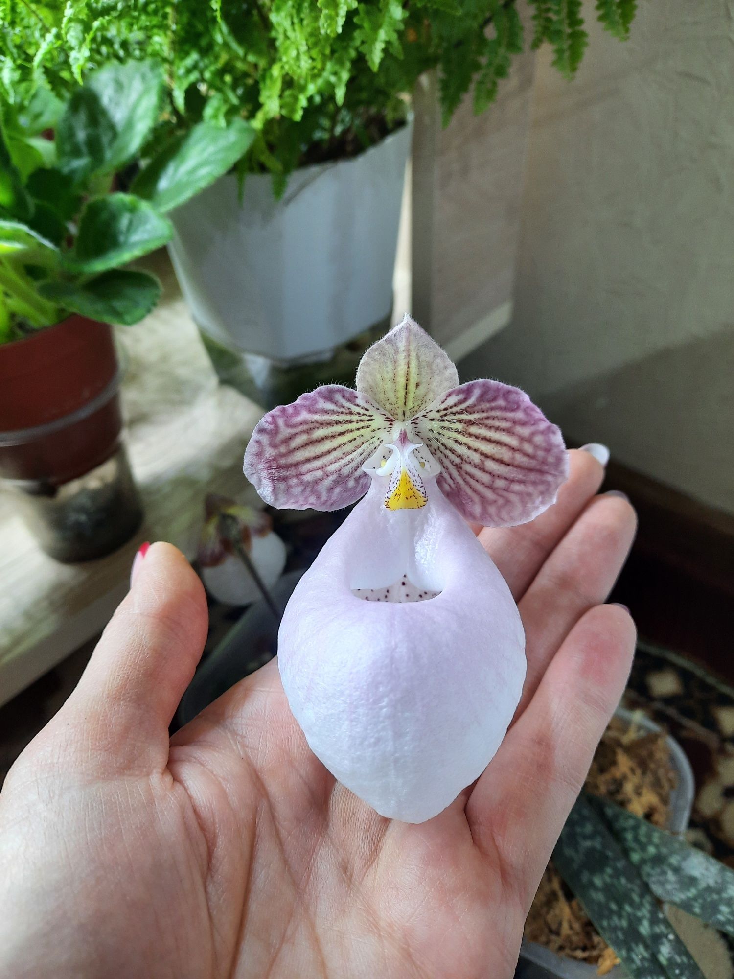 Орхидея-башмачок Paphiopedilum Micranthum