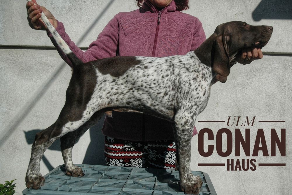 Brac german,mascul 5 luni