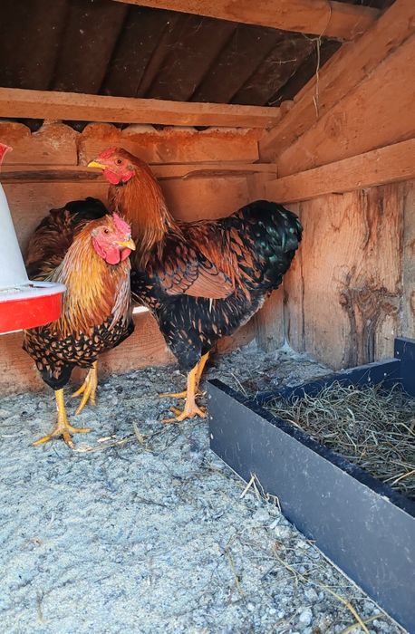 Când Cocoși Wyandotte GSG