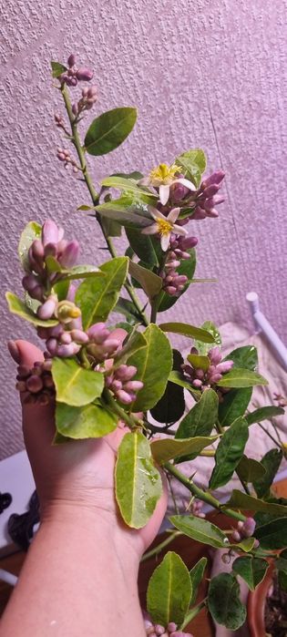 Гуава,лимоны,лимандарины,пепино