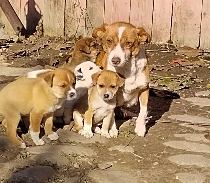 Dau spre adoptie catei talie mica