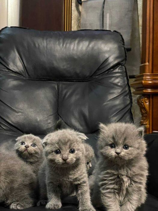 Вислоухие СкотишФолт СкотишСтрайт