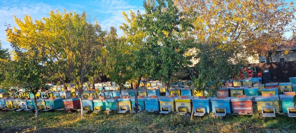 Miere de albine 2024