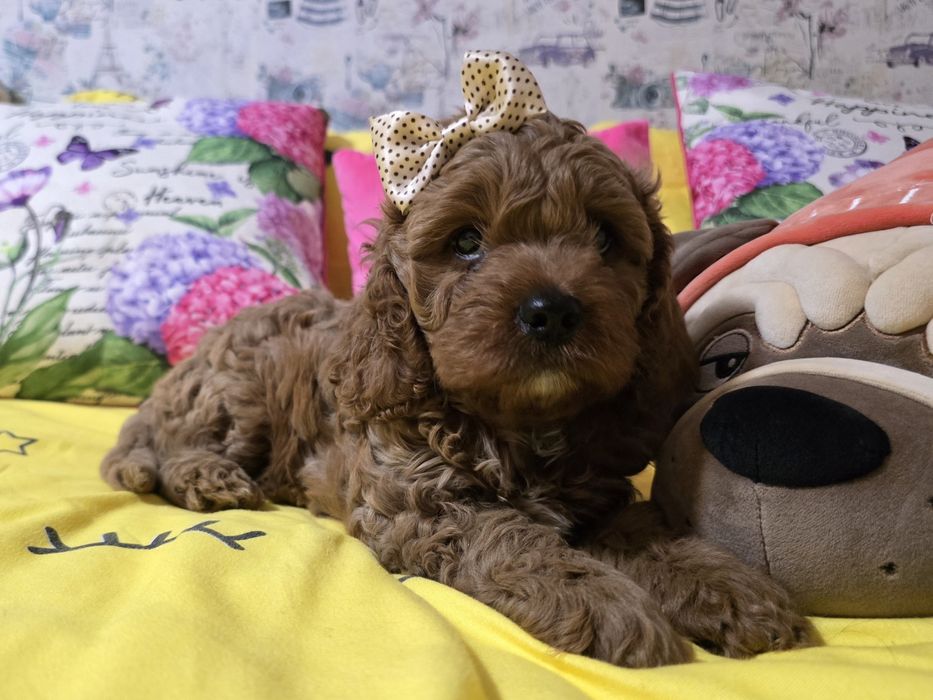 Кавапу - Пудел женско