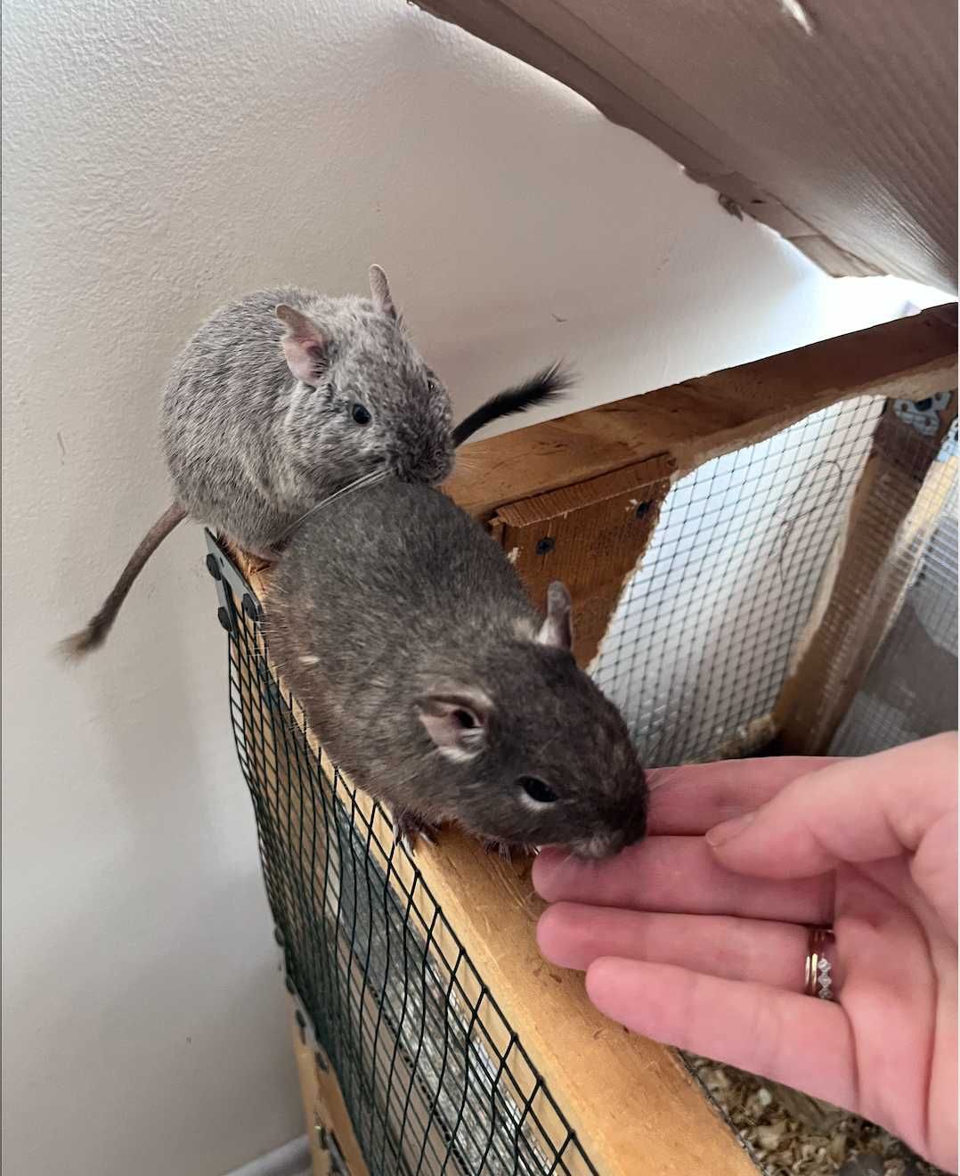 Чилийски катерици дегу (Chilean Degu squirrels) Giving away