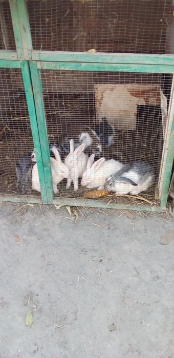 Фаргона центрда арзон нархда