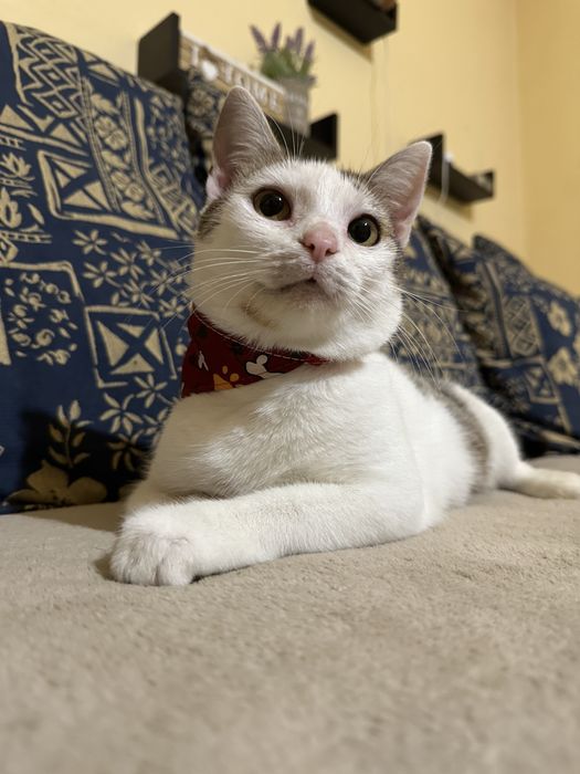 Adoptie responsabila